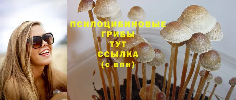 Галлюциногенные грибы Cubensis  где найти   Верхняя Салда 